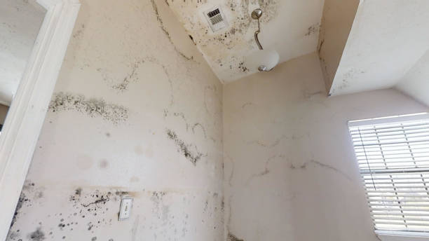 Best Biohazard Mold Removal  in Dalworthington Gardens, TX