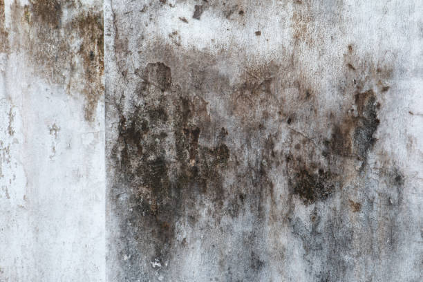 Best Mold-Related Health Consultation  in Dalworthington Gardens, TX