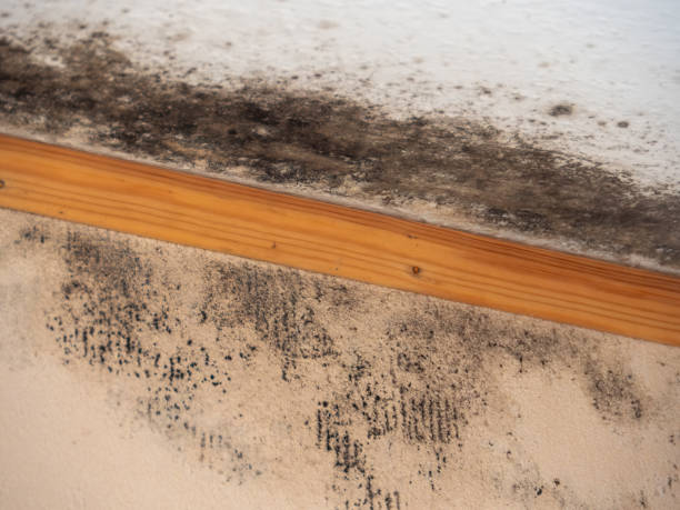 Best Residential Mold Inspection & Testing  in Dalworthington Gardens, TX