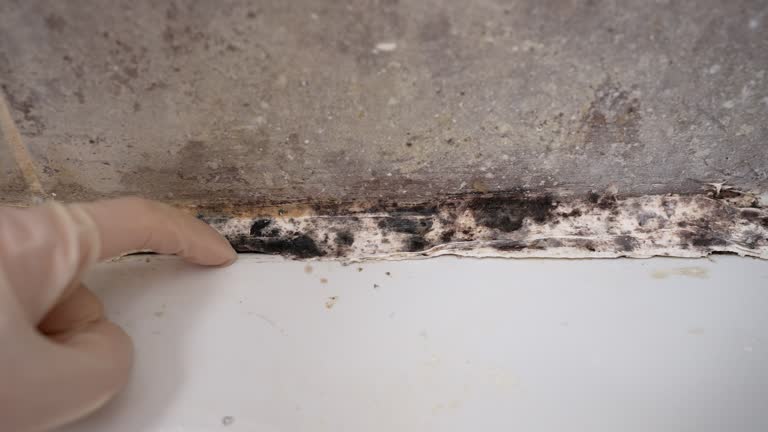 Best Asbestos and Lead Testing During Mold Inspection  in Dalworthington Gardens, TX